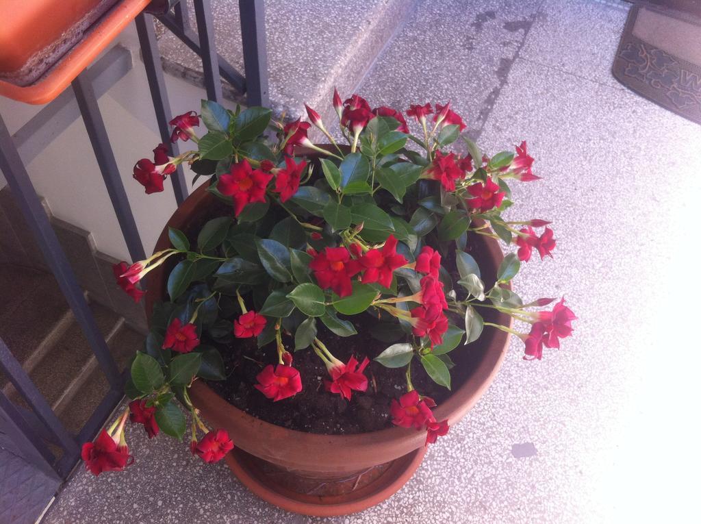 Guest house Santa Lucia 50